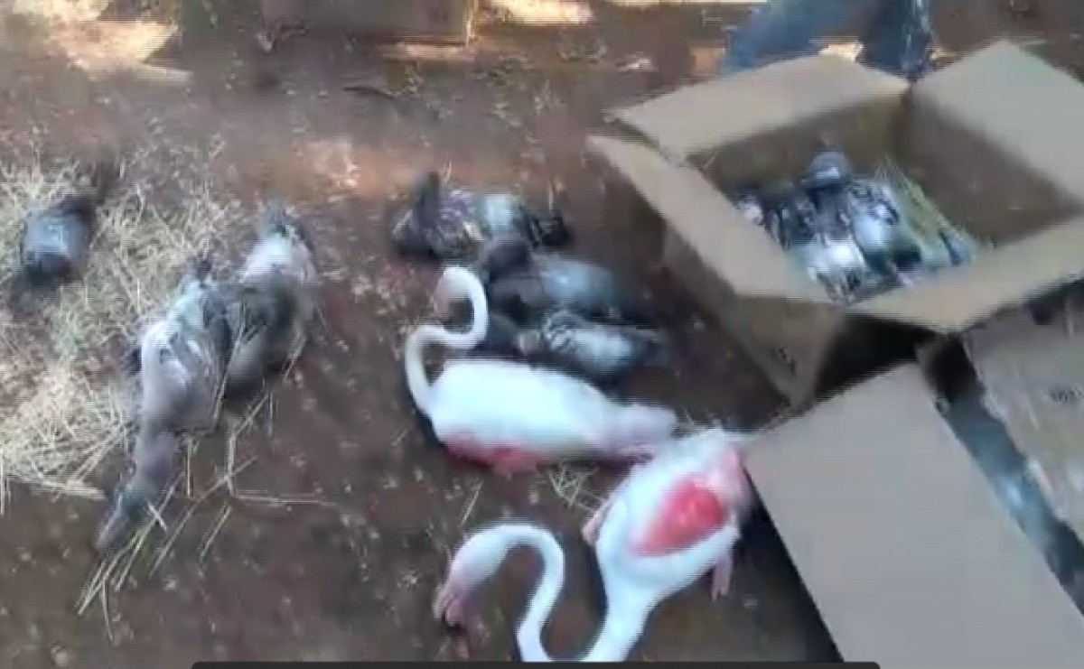 Kaçak Olarak 47 Flamingoyu Avlayan Avcılarına Ceza Yağdı