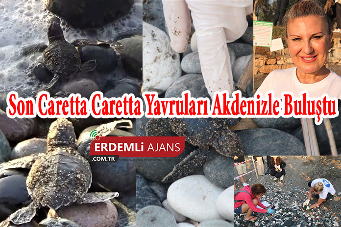 Son Caretta Caretta Yavruları Akdenizle Buluştu