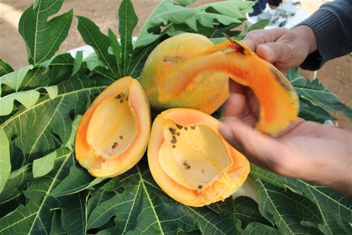 Mersin’de Papaya Üretim Denemesinde Yüksek Verim 1 Fidan 60 Kilo Ürün Verdi