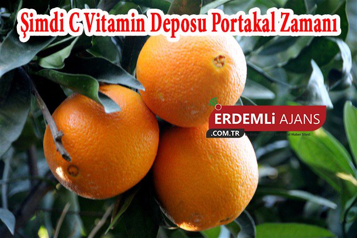 Şimdi C Vitamin Deposu Portakal Zamanı