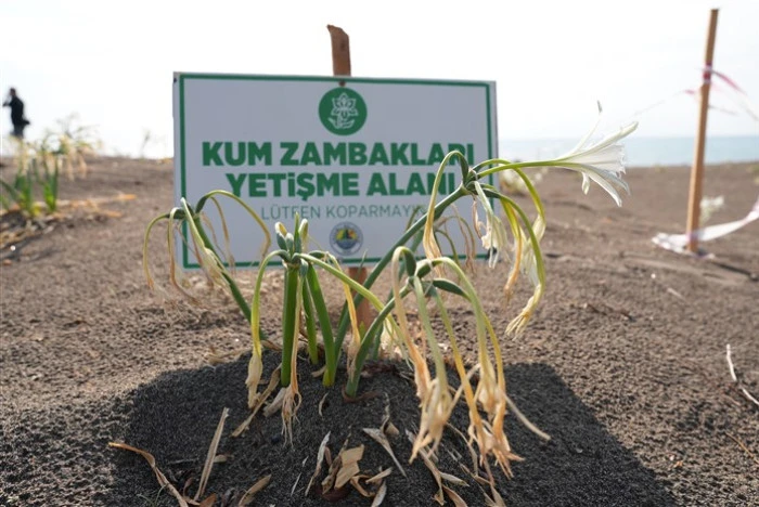 Akdeniz’in Simgesi Kum Zambakları Koruma Altında, Koparmanın Cezası 2 Milyon 800 bin lira