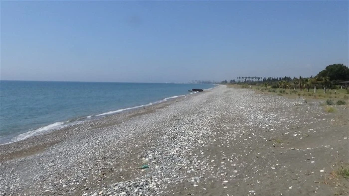 Alata Sahilindeki Caretta Caretta Yuvalarında Üniversiteli Öğrenciler Temizlik Yaptı