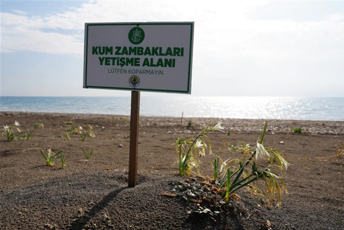 Akdeniz’in Simgesi Kum Zambakları Koruma Altında, Koparmanın Cezası 2 Milyon 800 bin lira