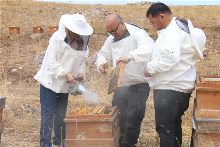 Dünyanın En İyi Balı Ödülünü Alan Torosların Zirvesinde Sezonun Son Bal Hasadı Yapıldı